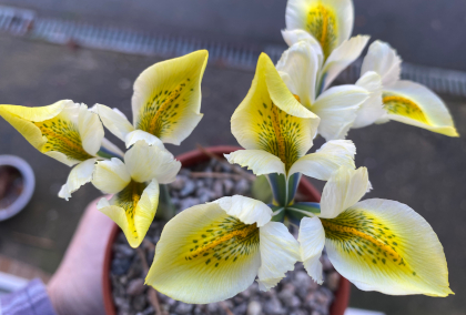 Iris reticulata 'North Star'